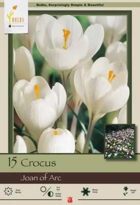 Netherland Bulbs Crocus Large Flowering Joan of Arc