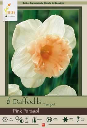 Netherland Bulbs Pink Parasol Trumpet Daffodils