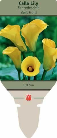 Netherland Bulbs Calla Lily Zantedeschia Best Gold