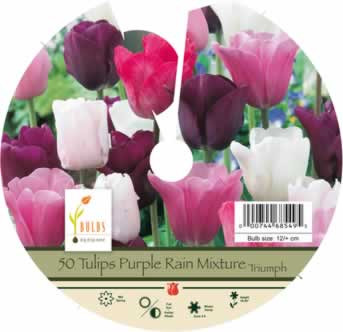 Netherland Bulbs Tulip Purple Rain Mixture