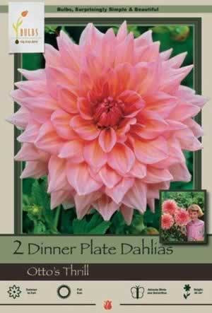 Netherland Bulbs Dinner Plate Dahlias Ottos Thrill