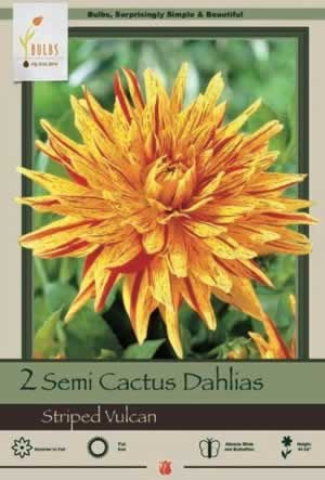 Netherland Bulbs Semi Cactus Dahlias Striped Vulcan