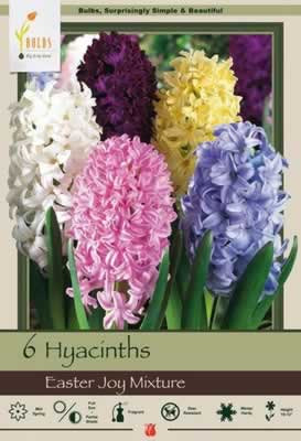 Netherland Bulbs Hyacinth Easter Joy Mixture