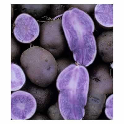 American Seed Company Bulk Adirondack Blue Seed Potatoes