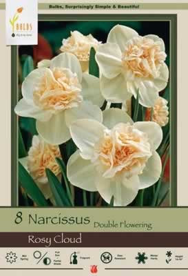 Netherland Bulbs Narcissus Rosy Cloud