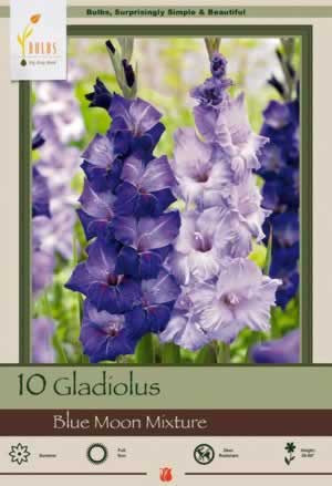 Netherland Bulbs Gladiolus Large Flowering Blue Moon Mixture