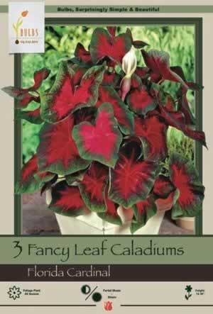 Netherland Bulbs Fancy Leaf Caladiums Florida Cardinal