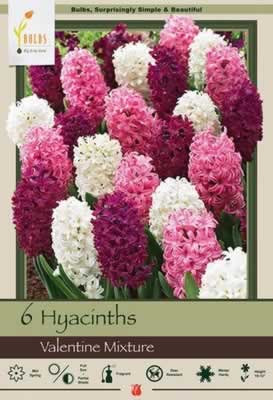 Netherland Bulbs Hyacinth Valentine Mixture