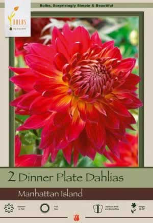 Netherland Bulbs Dinner Plate Dahlias Manhattan Island