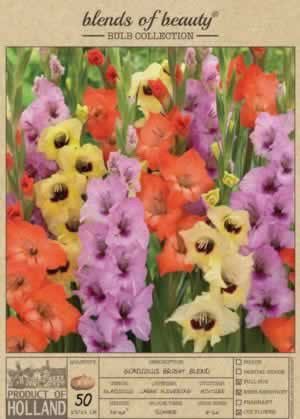 Netherland Bulbs Gladiolus Large Flowering Bright Blend 50 Bulbs