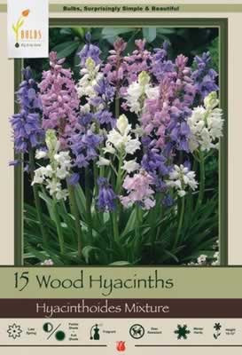Netherland Bulbs Hyacinthoides Wood Hyacinth Mixture