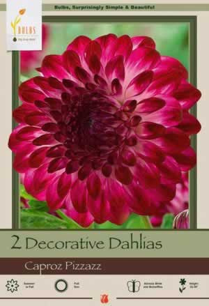 Netherland Bulbs Decorative Dahlias Caproz Pizzazz, 2 Pack