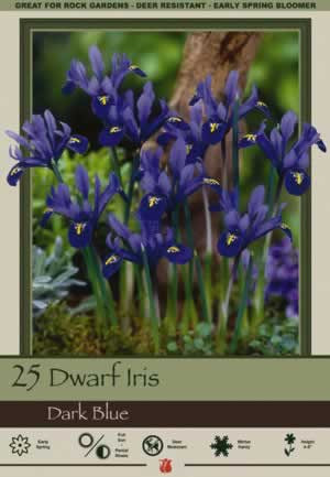 Netherland Bulbs Dwarf Iris Dark Blue, 25 Pack
