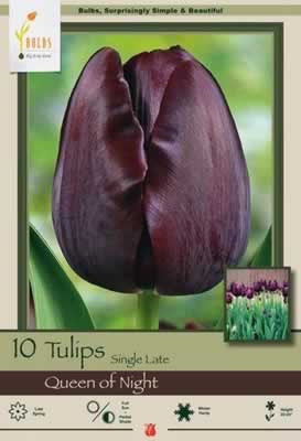 Netherland Bulbs Tulip Queen of Night, 10 Pack