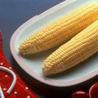 American Seed Company Bulk Bodacious Sweet Corn