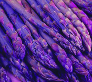 Sweet Purple Asparagus