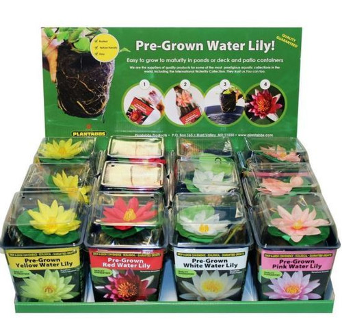 Plantabbs Pre-Grown Lily