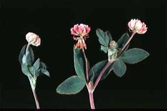 Southern States Alsike Coated Clover, 50 Lbs.