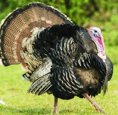 Hoover's Hatchery Broad Breasted Bronze Turkey