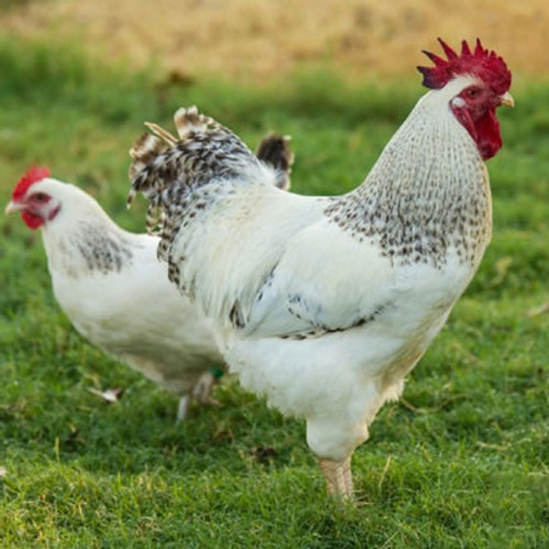 Hoover's Hatchery Cochin Variety Chicken - CountryMax