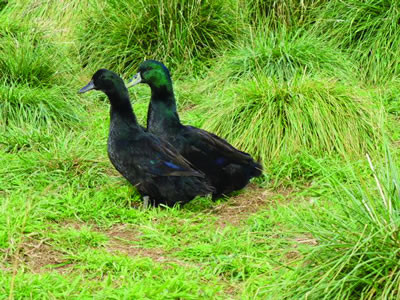 Hoover's Hatchery Cayuga Duck