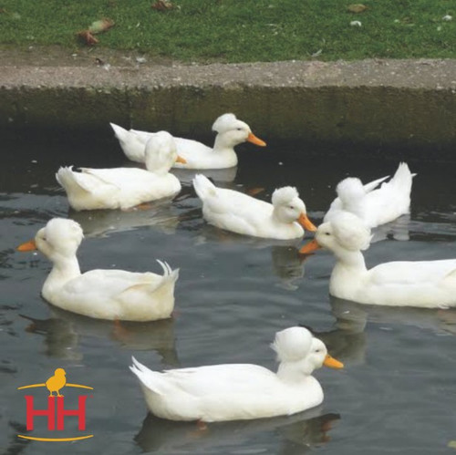 Hoover's Hatchery White Crested Ducks