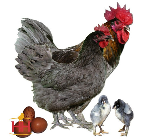 Hoover's Hatchery French Blue Copper Maran Chicken