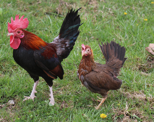 Hoover's Hatchery BB Red Old English Bantam Chickens