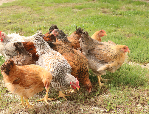 Hoover's Hatchery Rainbow Chicken