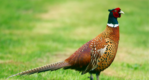 Hoover's Hatchery Chinese Ringneck Pheasants