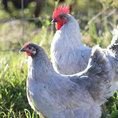 Hoover's Hatchery Lavender Orpington