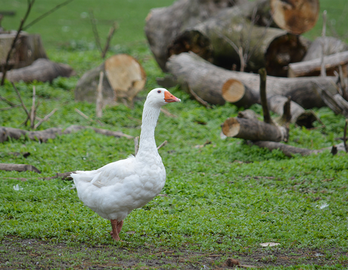 Hoover's Hatchery Embden Geese