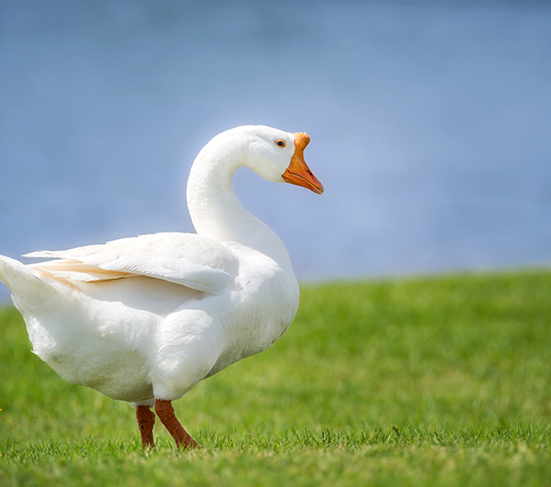 Hoover's Hatchery White Chinese Geese