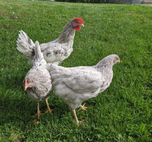 Hoover's Hatchery Sapphire Splash Chickens