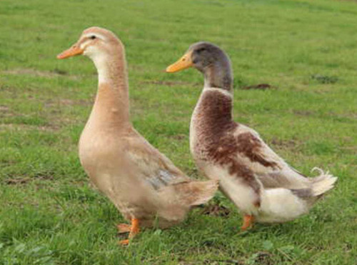 Hoover's Hatchery Saxony Ducks
