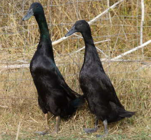 Hoover's Hatchery Black Runner Ducks