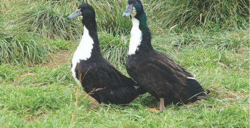 Hoover's Hatchery Black Swedish Duck