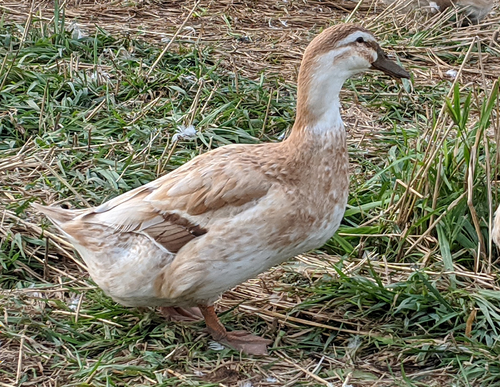 Hoover's Hatchery Golden Cascade Duck