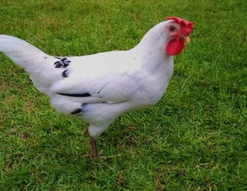 Hoover's Hatchery California White Chicken