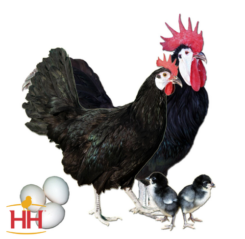 Hoover's Hatchery White Faced Black Spanish Chicken