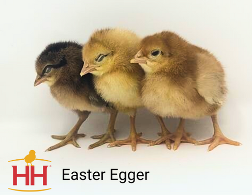 Hoover's Hatchery Easter Egger