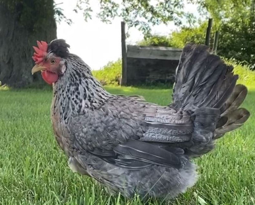 Hoover's Hatchery Cream Legbar Chicken