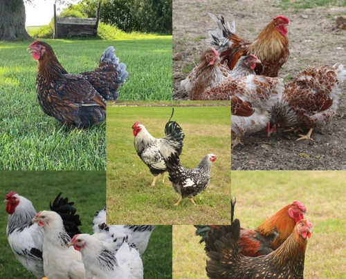 Hoover's Hatchery Assorted Wyandotte Chickens