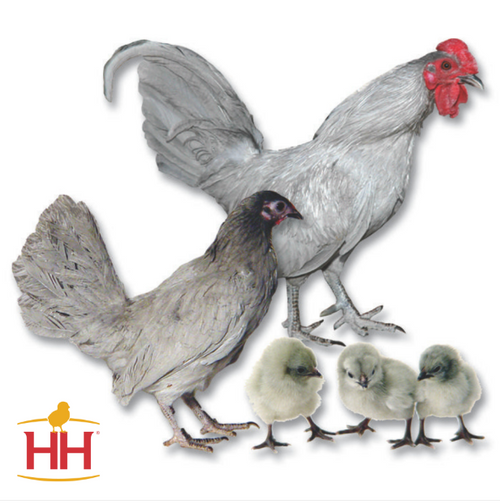 Hoover's Hatchery Self Blue English Bantam