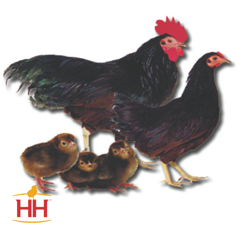 Hoover's Hatchery Rhode Island Red Bantam
