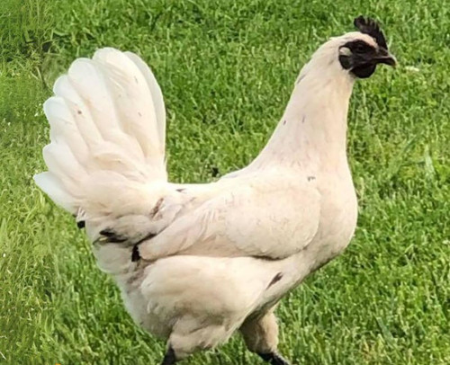Hoover's Hatchery Pearl Onyx Chicken