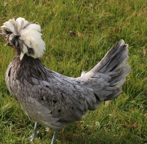 Hoover's Hatchery White Crested Blue Polish Chicken