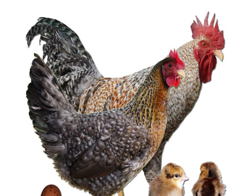 Hoover's Hatchery Welbar Chicken