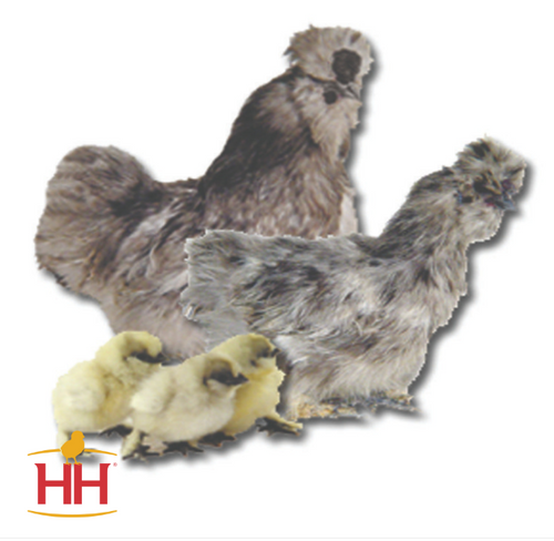 Hoover Hatchery Blue Silkie Bantam