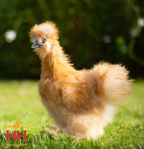 Hoover's Hatchery  Buff Silkie Bantam